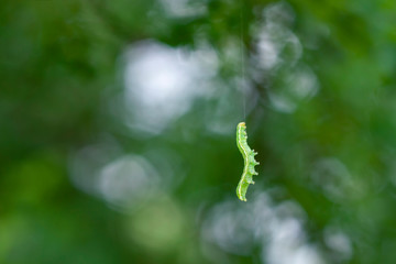 A small green Caterpillar hangs on its strand before a green bokeh background with copy space. The insect is trying to climb up the branch