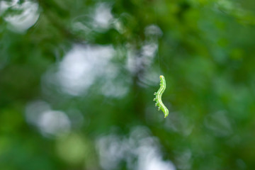 A small green Caterpillar hangs on its strand before a green bokeh background with copy space. The...