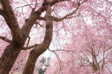 しだれ桜　春　花　高見の郷　奈良県　2019年4月