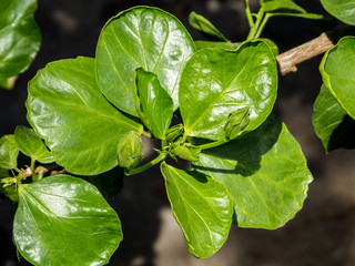 Green leaves with closed flowers