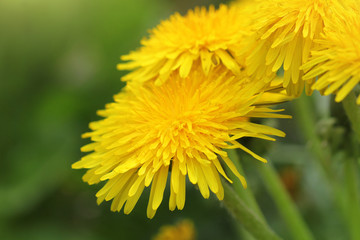 Yellow dandelion flowers (Taraxacum officinale). Dandelions field background on spring sunny day. Blooming dandelion.