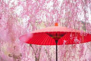 枝垂桜（しだれざくら）と和傘　和風イメージ　春　高見の郷　4月