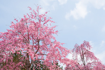 しだれ桜　春　花　高見の郷　奈良県　2019年4月