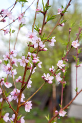Fototapeta na wymiar Pink flowers of the peach blossoms in garden at spring day..