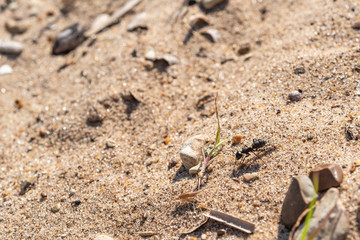 Ant runs on sand - macro