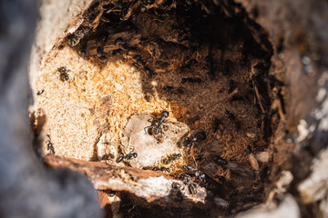 A colony of large black ants in anthills close up