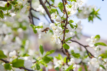Honeybee on white flower of apple tree collecting pollen and nectar to make sweet honey with medicinal benefits..