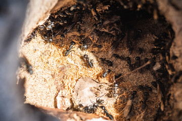 A colony of large black ants in anthills close up