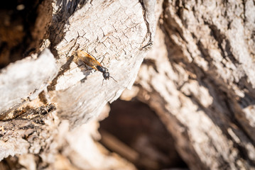 Ant with wings on a tree