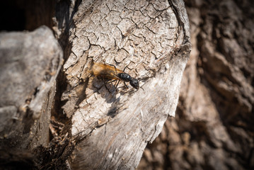 Ant with wings on a tree
