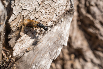 Ant with wings on a tree