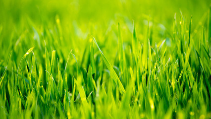 Bright green shoots of winter wheat on the field