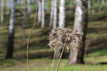 Flower and cobweb