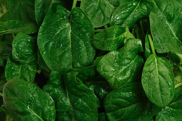 Fresh spinach leaves as background.