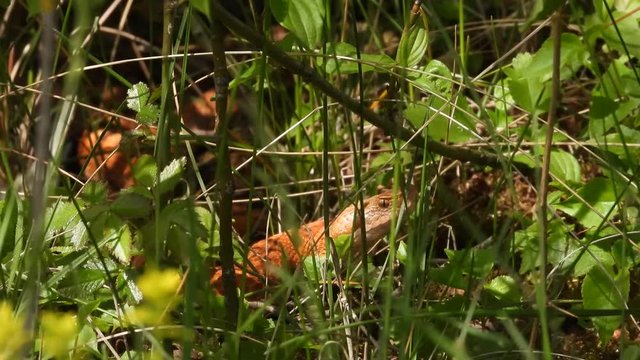 Aspisviper&nbsp;(Vipera aspis) im Elsass, Frankreich