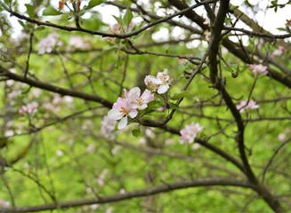Apfelblüten