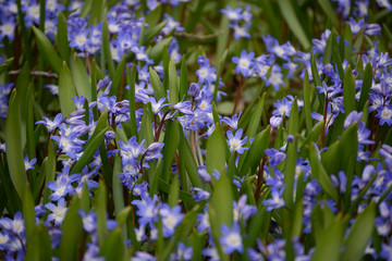 Spring Flowers