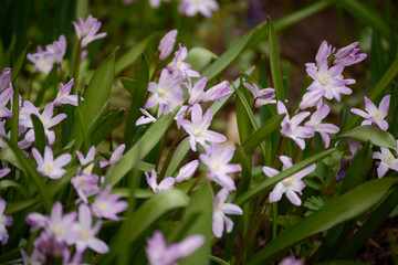 Spring Flowers