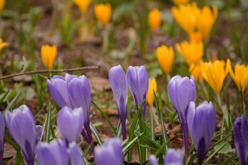 Spring Flowers