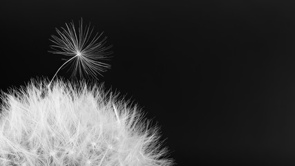 Common dandelion blowball. Fluffy seed detail. Taraxacum officinale. Black and white overblown bloom. Fragile spring wildflower. Soft seeds on dark background. Copy space. Hope, stand out or mourning.