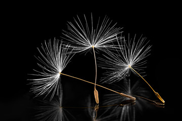 Common dandelion seeds. Artistic closeup. Taraxacum officinale. Melancholy still life. Group of...