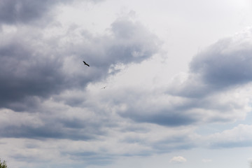 Silhouettes of two flying storks in cloudy sky