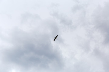 Background of the cloudy sky with flying stork