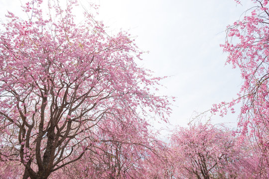 しだれ桜　春　花　高見の郷　奈良県　2019年4月