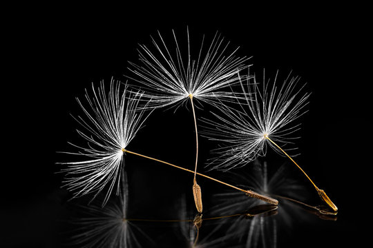 Fototapeta Common dandelion seeds. Artistic closeup. Taraxacum officinale. Melancholy still life. Group of delicate feathery fluffs. Reflection on shiny black background. Detail of white fuzzes on dark surface.