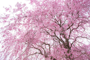 しだれ桜　春　花　高見の郷　奈良県　2019年4月