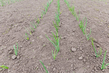 Young shoots of onions growing on the vegetable plot
