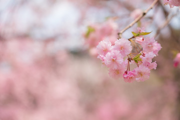 しだれ桜　春　花　高見の郷　奈良県　2019年4月