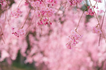 しだれ桜　春　花　高見の郷　奈良県　2019年4月