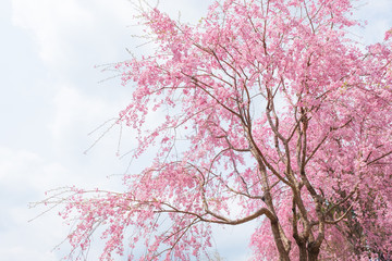 しだれ桜　春　花　高見の郷　奈良県　2019年4月