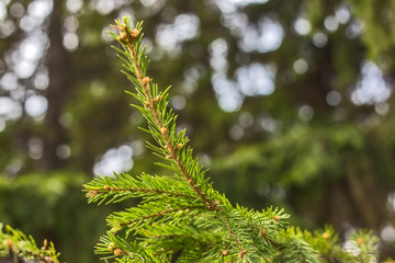 trees in the forest