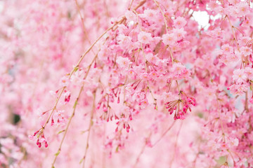 Obraz premium しだれ桜 春 花 高見の郷 奈良県 2019年4月