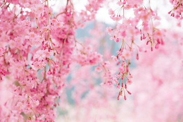 しだれ桜　春　花　高見の郷　奈良県　2019年4月