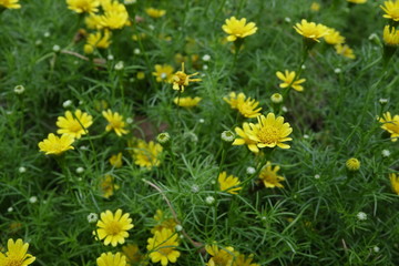 Obraz premium Close up of flower
