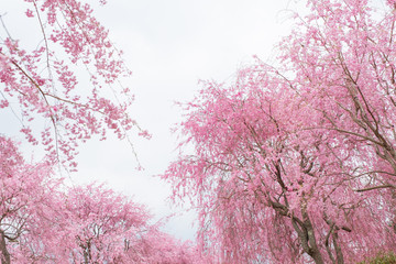 しだれ桜　春　花　高見の郷　奈良県
