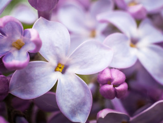 Naklejka na ściany i meble Gentle purple flower background with flowers of a lilac, soft focus