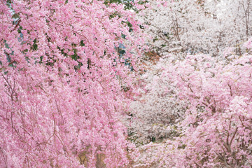 しだれ桜　春　花　高見の郷　奈良県