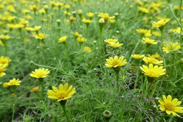 Fototapeta premium Close up of flower