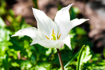 White varietal tulip closeup on green foliage background