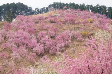 しだれ桜　春　花　高見の郷　奈良県