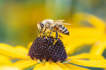 Bee pollinates coneflower - Rudbeckia subtomentosa