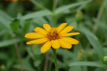 Close up of flower