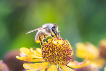 Bee pollinates coneflower - Rudbeckia subtomentosa