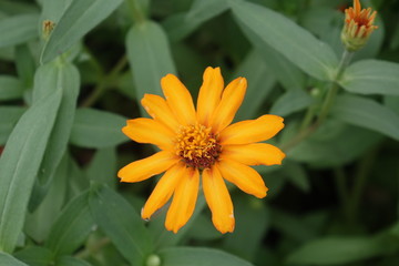 Close up of flower