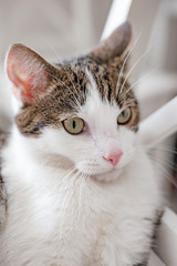 Beautiful cat lying on a chair at home, indoors, funny face expression