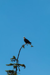 Bald eagle on top of a tree